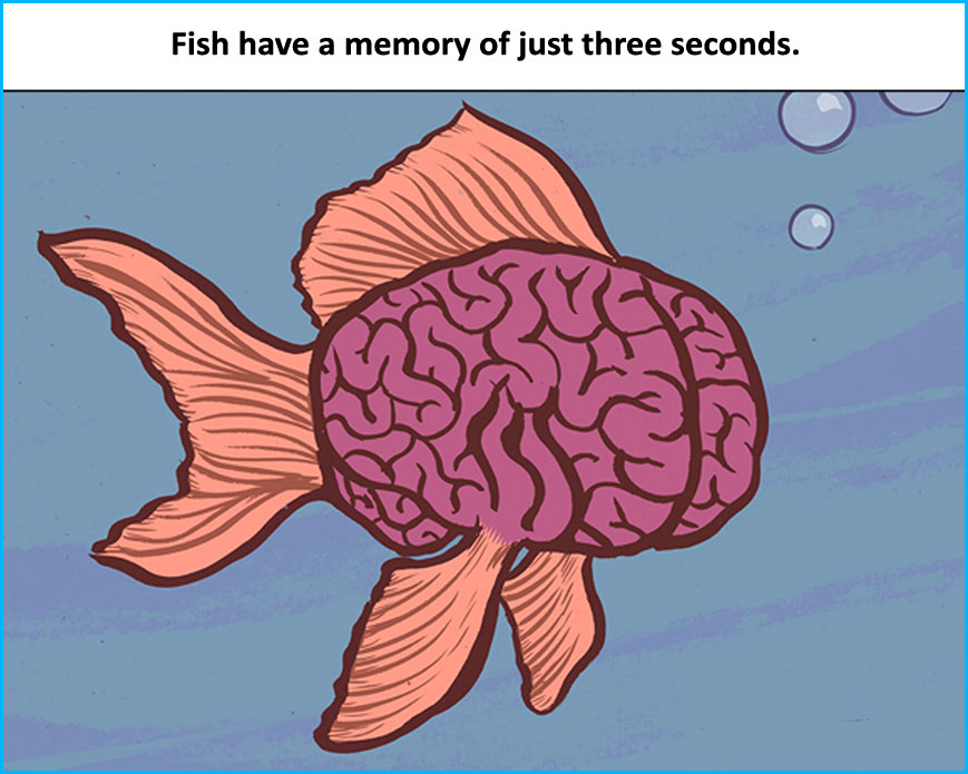 Память как у рыбки впр 4. Память у рыб. Рыбка без памяти. Рыбка 3 секунды. Рыбка гуппи память 3 секунды.