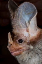 f0c5fa57-e754-4a_0_normal_in-honor-of-australia-day-here-is-one-of-australias-most-fascinating-creatures-the-ghost-bat@2x